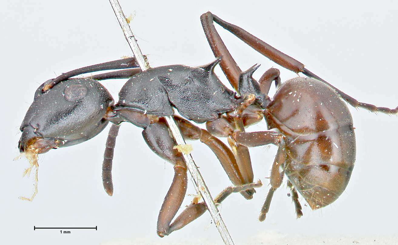 Image de Polyrhachis orpheus Forel 1911