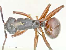 Image de Polyrhachis orpheus Forel 1911