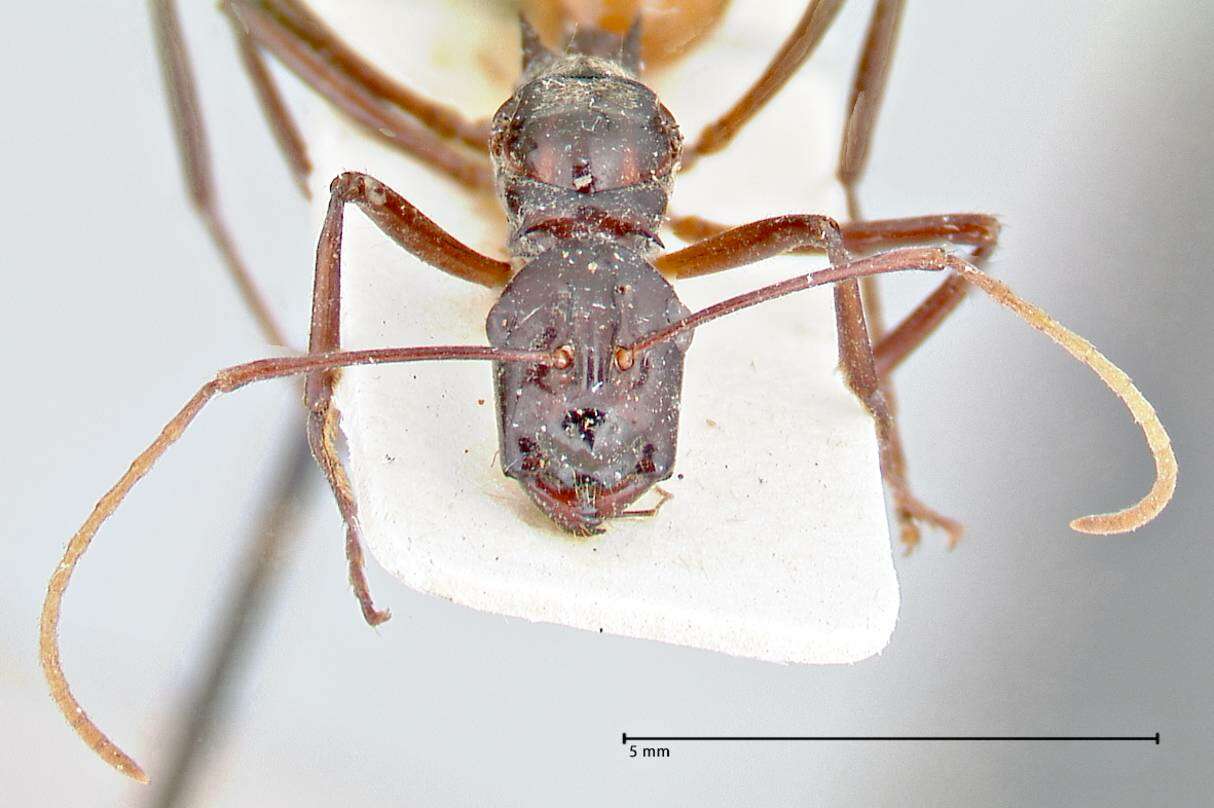 Image de Polyrhachis croceiventris Emery 1900