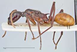 Image de Polyrhachis croceiventris Emery 1900