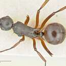 Image of Polyrhachis banghaasi Viehmeyer 1922