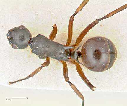 Image de Polyrhachis banghaasi Viehmeyer 1922