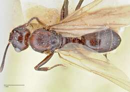 Image de Polyrhachis agesilas Forel 1913