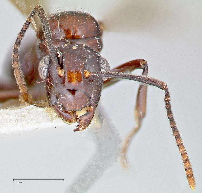 Image de Polyrhachis agesilas Forel 1913