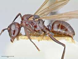 Image de Polyrhachis agesilas Forel 1913