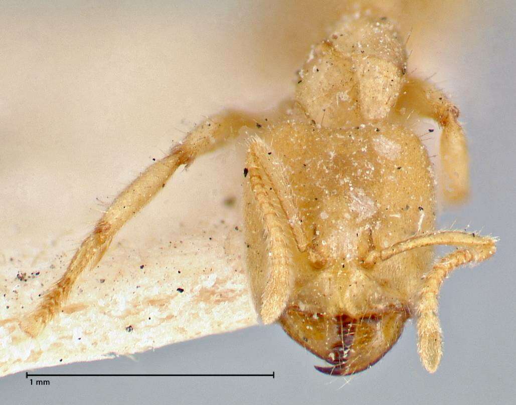 Image of Pseudolasius amblyops Forel 1901