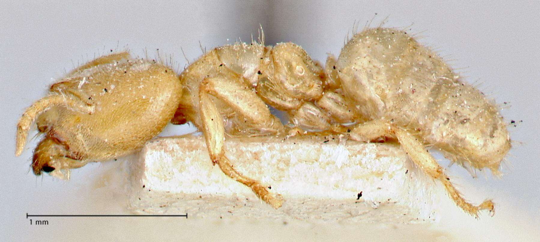 Image of Pseudolasius amblyops Forel 1901