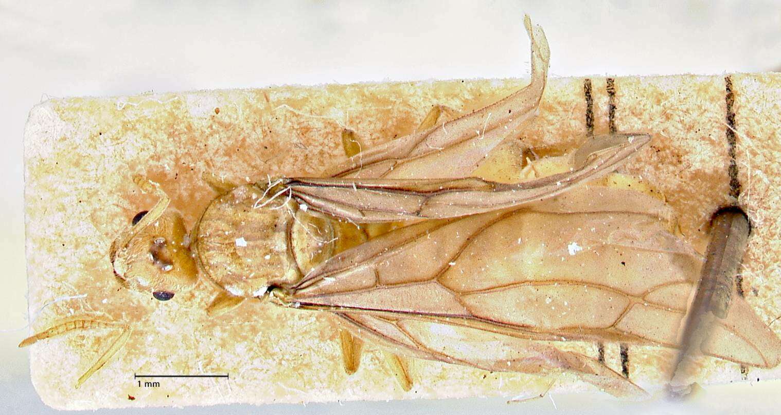 Image of Pseudolasius overbecki Viehmeyer 1914