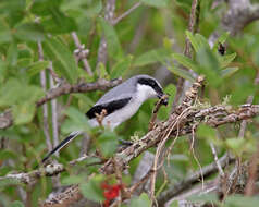 Image of Loggerhead Shrike