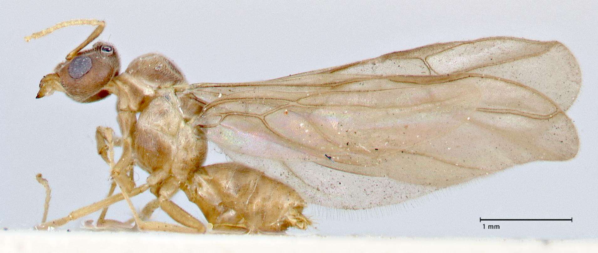 Image of Pseudolasius overbecki Viehmeyer 1914