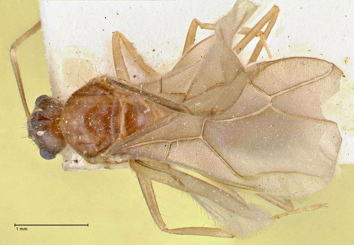 Image of Pseudolasius ludovici Forel 1913