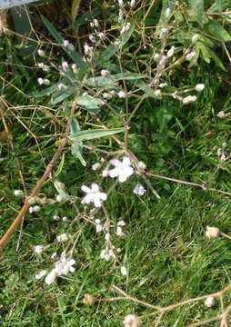 Plancia ëd Gypsophila uralensis Less.