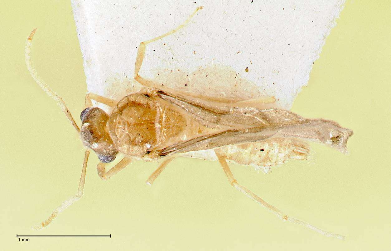 Image of Pseudolasius pygmaeus Forel 1913