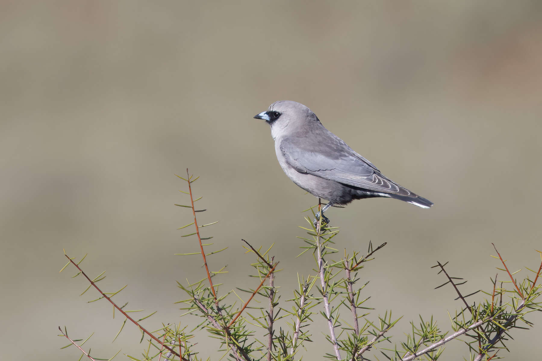 Image of Black-faced Woodswallow