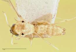 Image of Pseudolasius liliputi Forel 1913