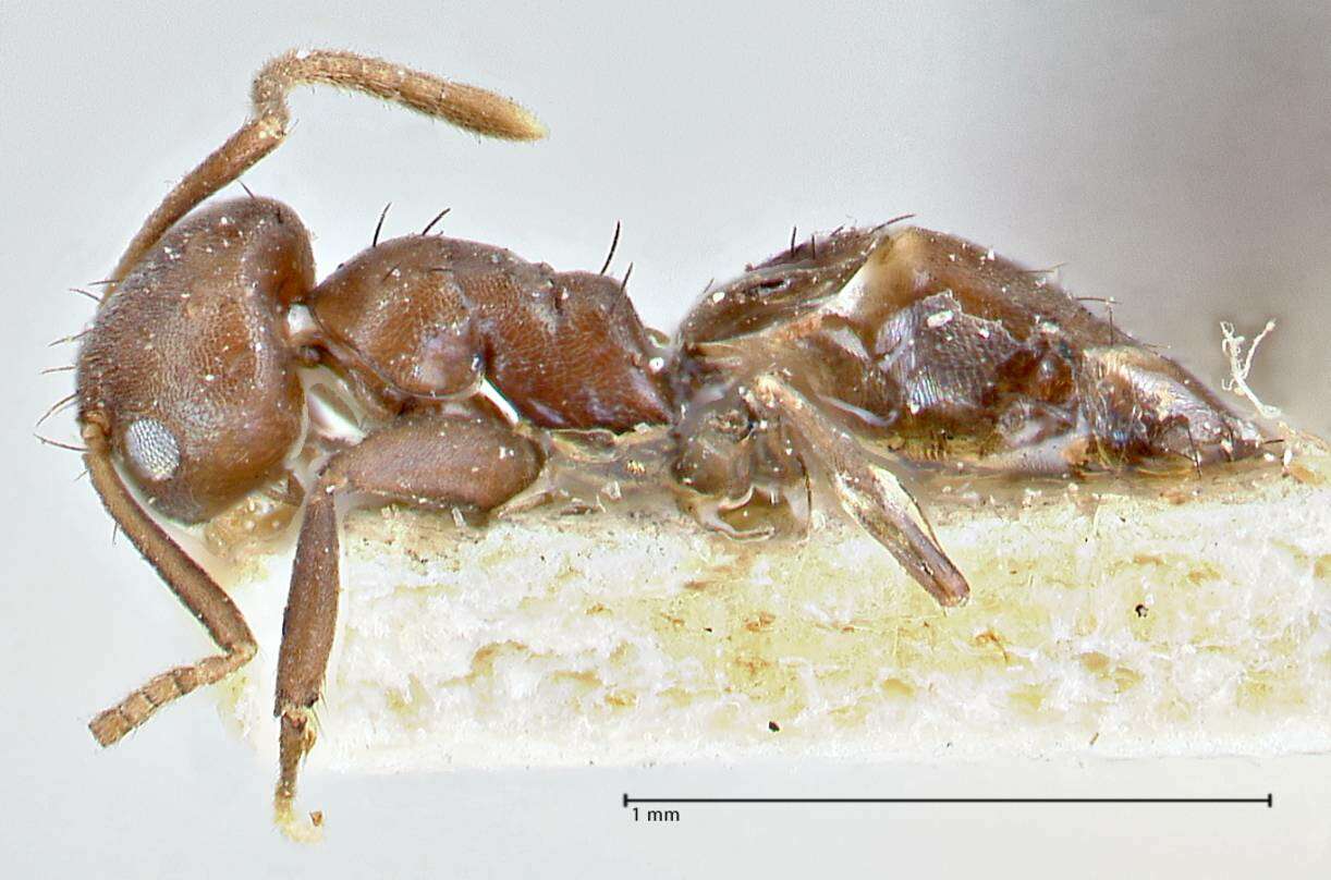 Image of Pseudolasius butteli Forel 1913