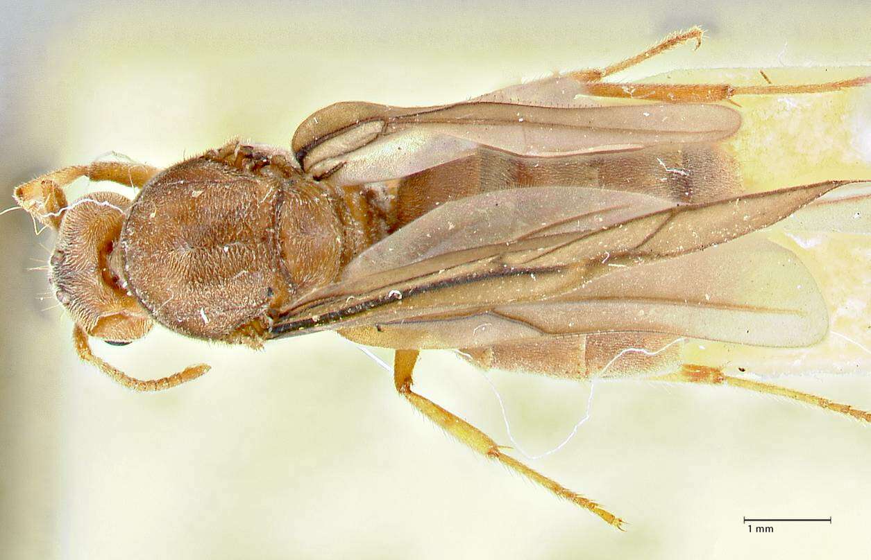 Image of Pseudolasius hummeli Stitz 1934