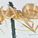 Image of Nylanderia fulva