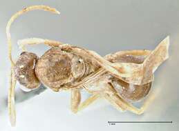 صورة Formicinae