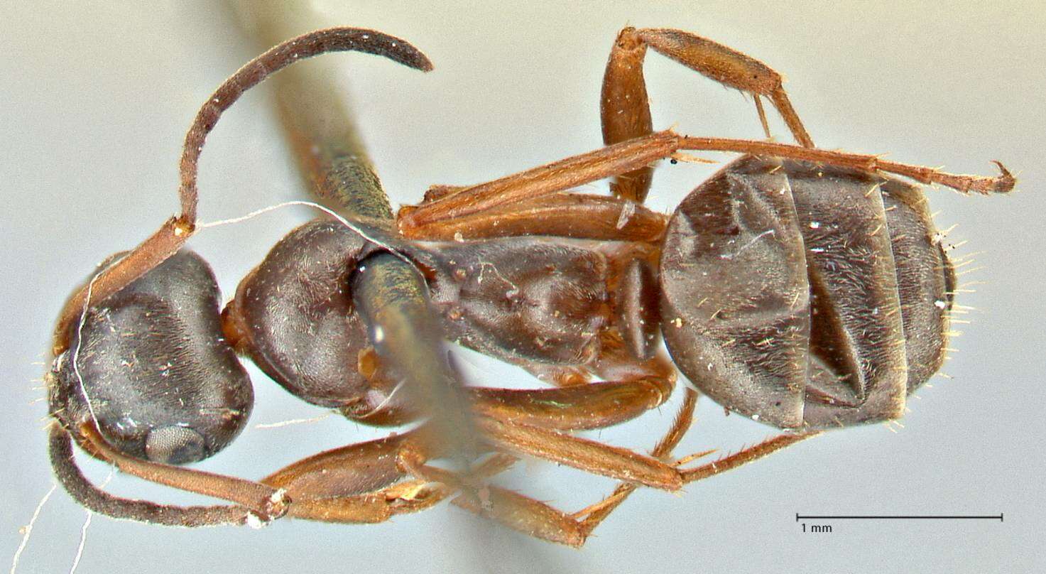 Image of wood ant