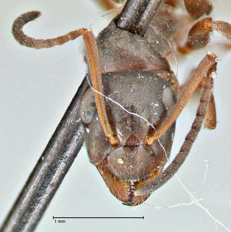 Image of wood ant