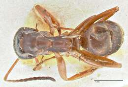 Image of wood ant