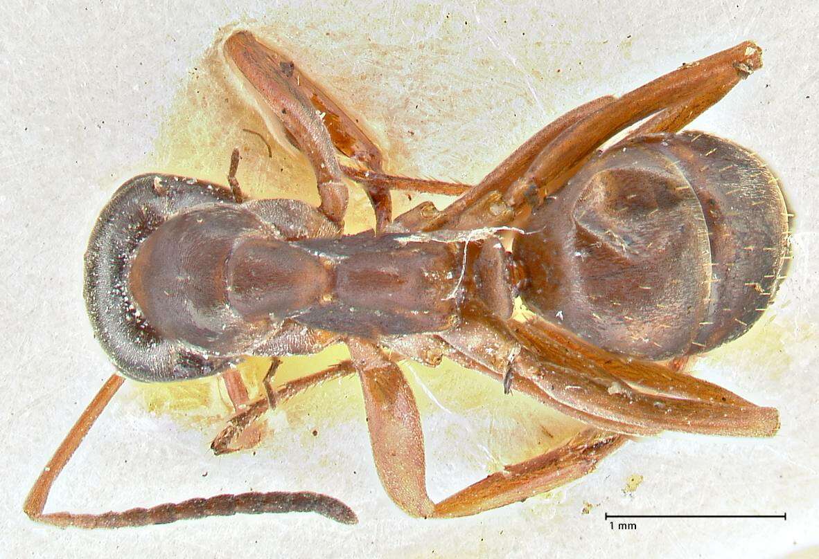 Image of wood ant