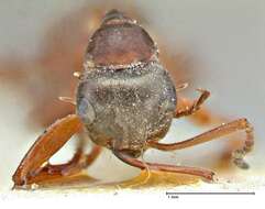 Image of wood ant