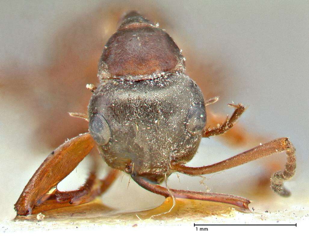 Image of wood ant