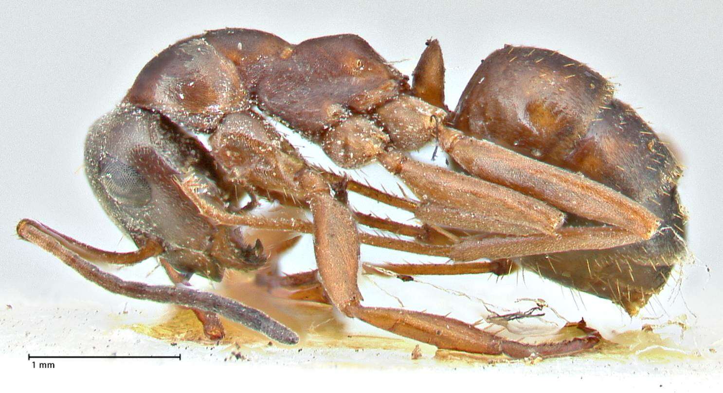 Image of wood ant