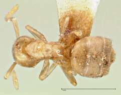 Image de Bothriomyrmex meridionalis (Roger 1863)