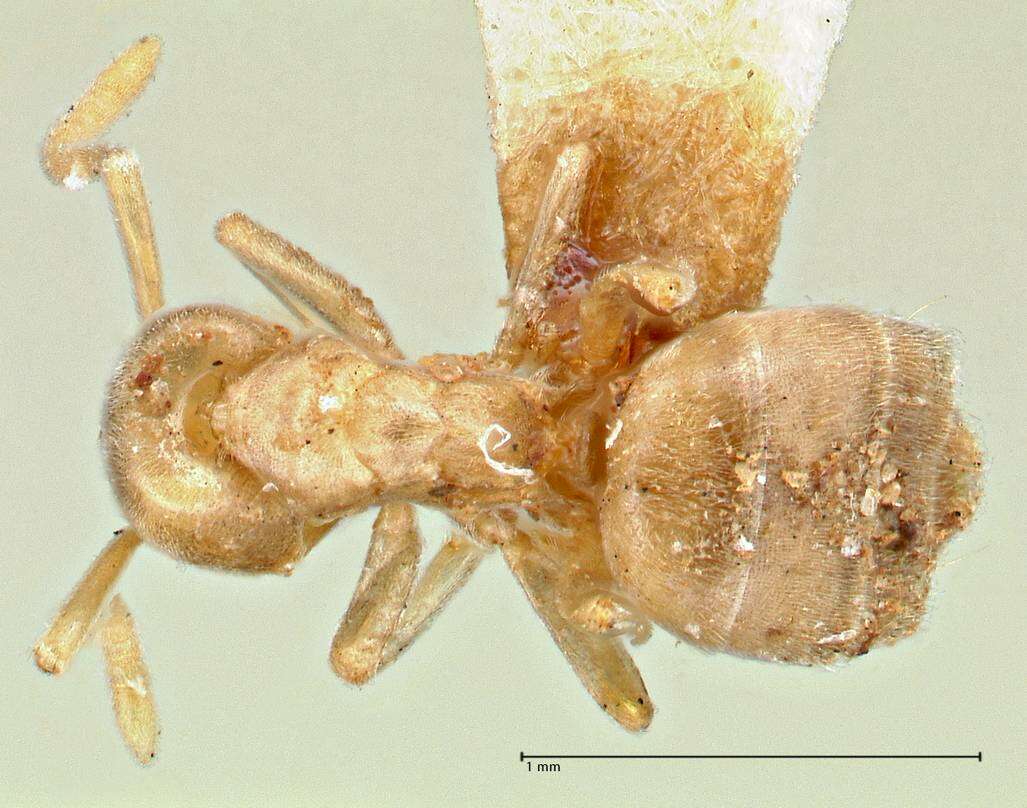 Image de Bothriomyrmex meridionalis (Roger 1863)