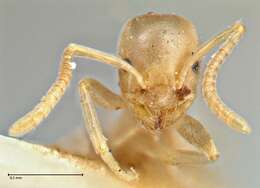 Image de Bothriomyrmex meridionalis (Roger 1863)