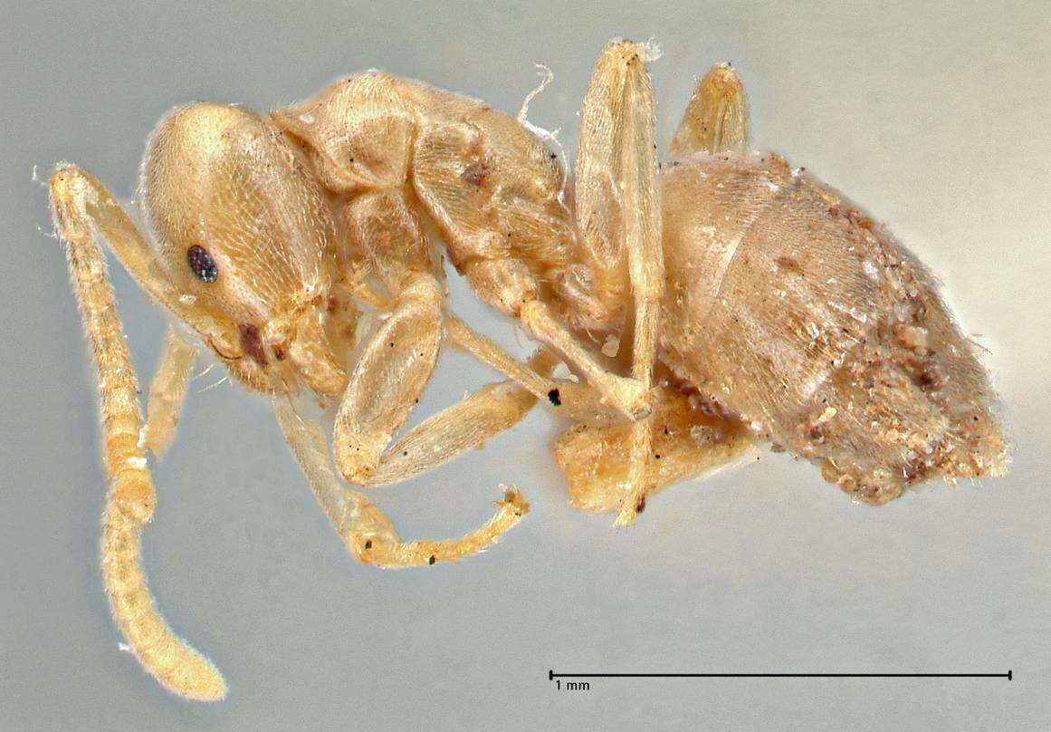 Image de Bothriomyrmex meridionalis (Roger 1863)