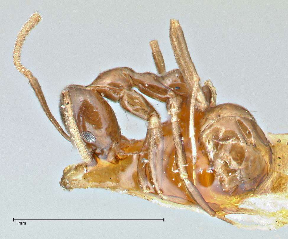 Image of Linepithema iniquum (Mayr 1870)