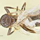 Image of Anonychomyrma incisa (Stitz 1932)