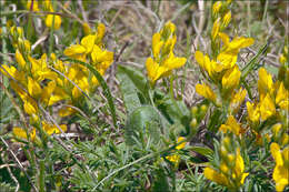 صورة Genista sylvestris subsp. dalmatica (Bartl.) H. Lindb.