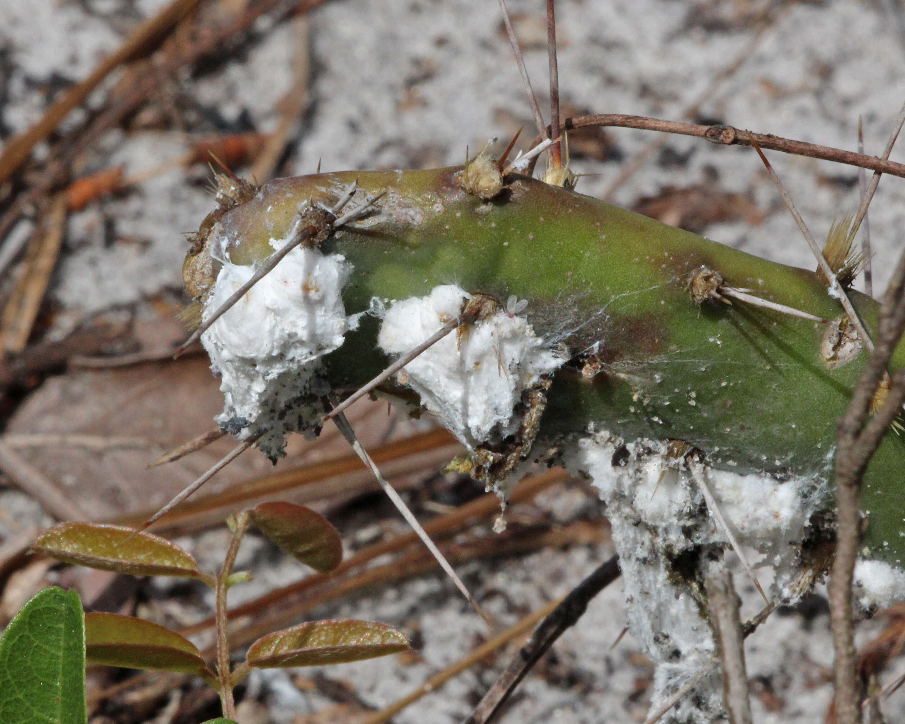 Sivun Dactylopius confusus (Cockerell 1893) kuva