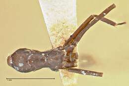 Image of Iridomyrmex anceps (Roger 1863)