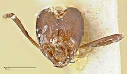 Image of Iridomyrmex anceps (Roger 1863)