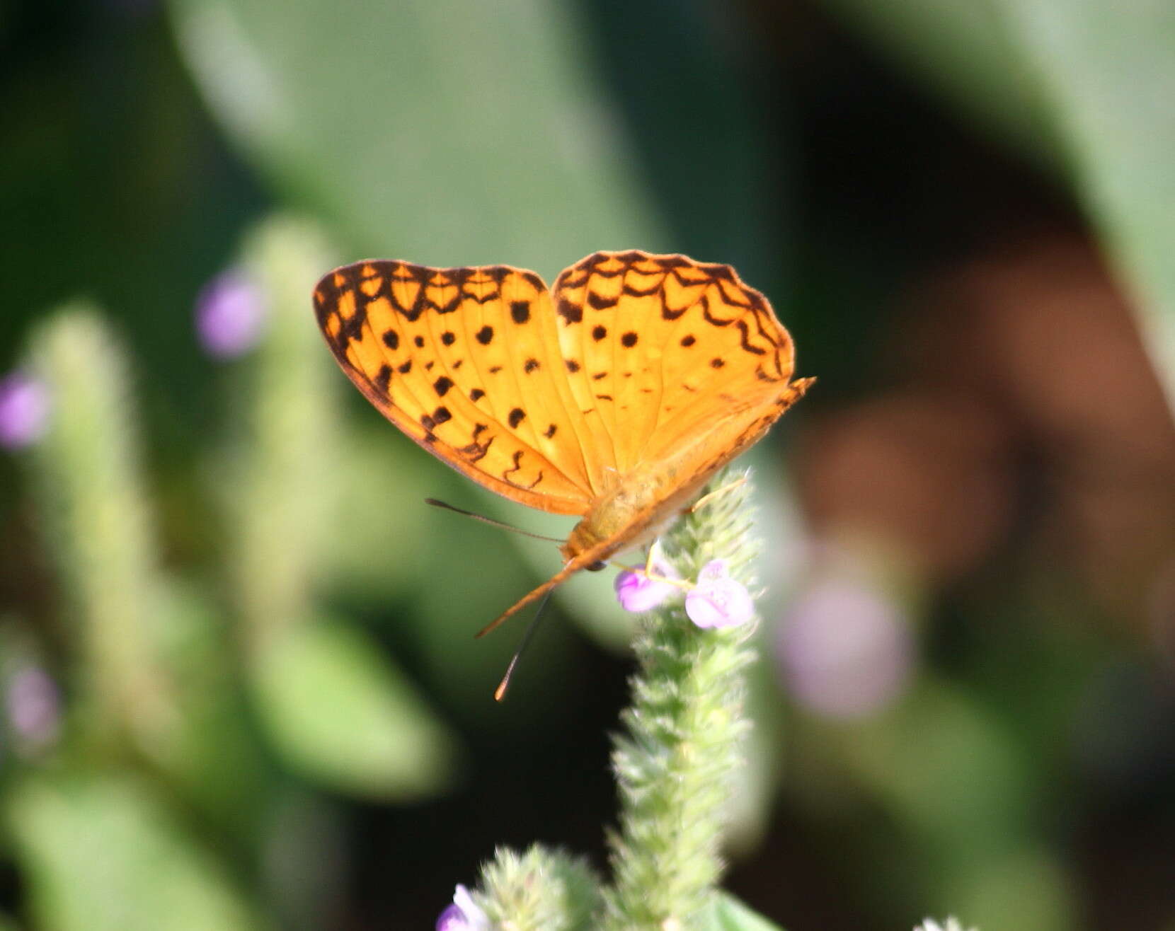 Image of Common Leopard