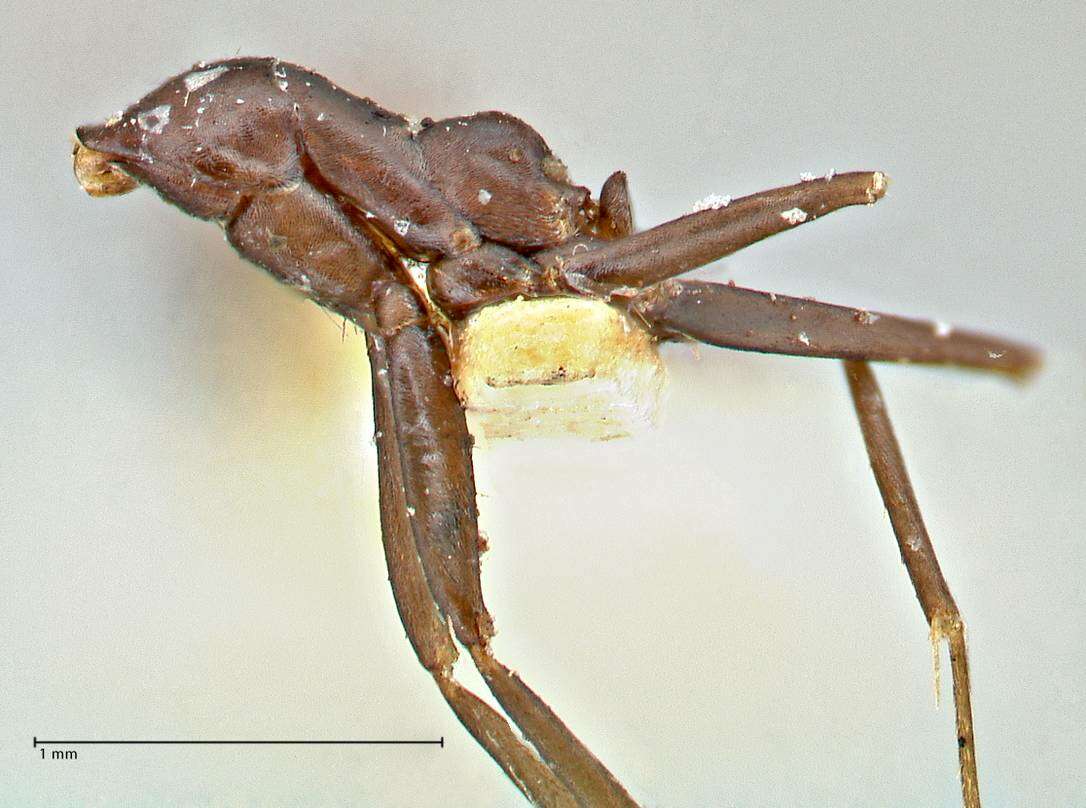 Image of Iridomyrmex anceps (Roger 1863)