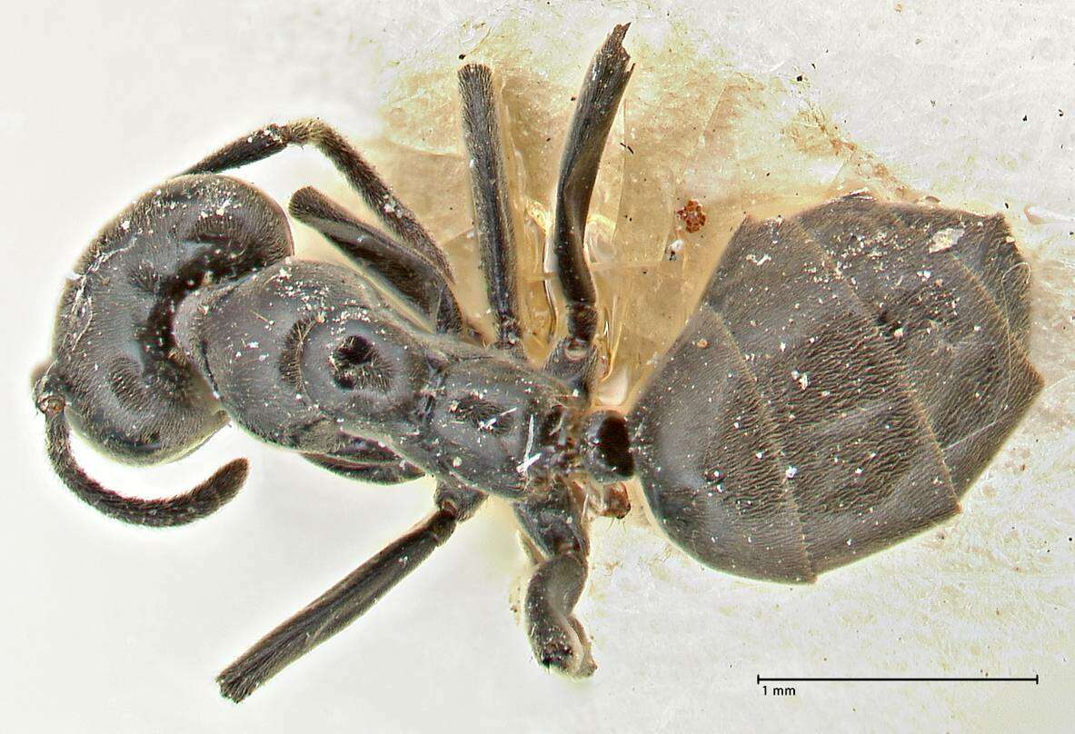 Image of Anonychomyrma biconvexa (Santschi 1928)