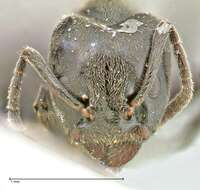 Image of Anonychomyrma biconvexa (Santschi 1928)