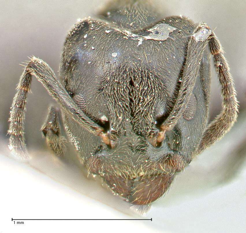 Image of Anonychomyrma biconvexa (Santschi 1928)