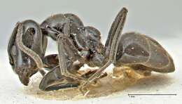 Image of Anonychomyrma biconvexa (Santschi 1928)