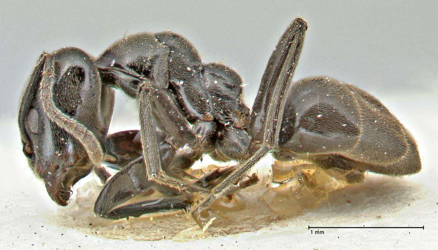 Image of Anonychomyrma biconvexa (Santschi 1928)