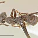 Image of Anonychomyrma angusta (Stitz 1911)