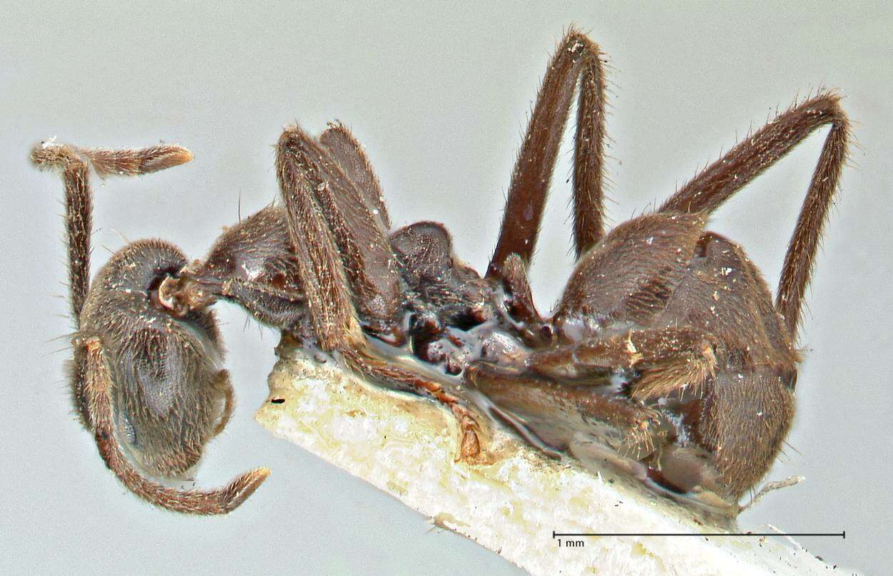 Image de Anonychomyrma angusta (Stitz 1911)