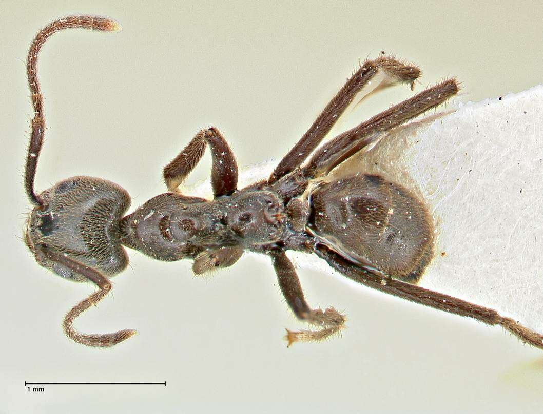 Image de Anonychomyrma angusta (Stitz 1911)